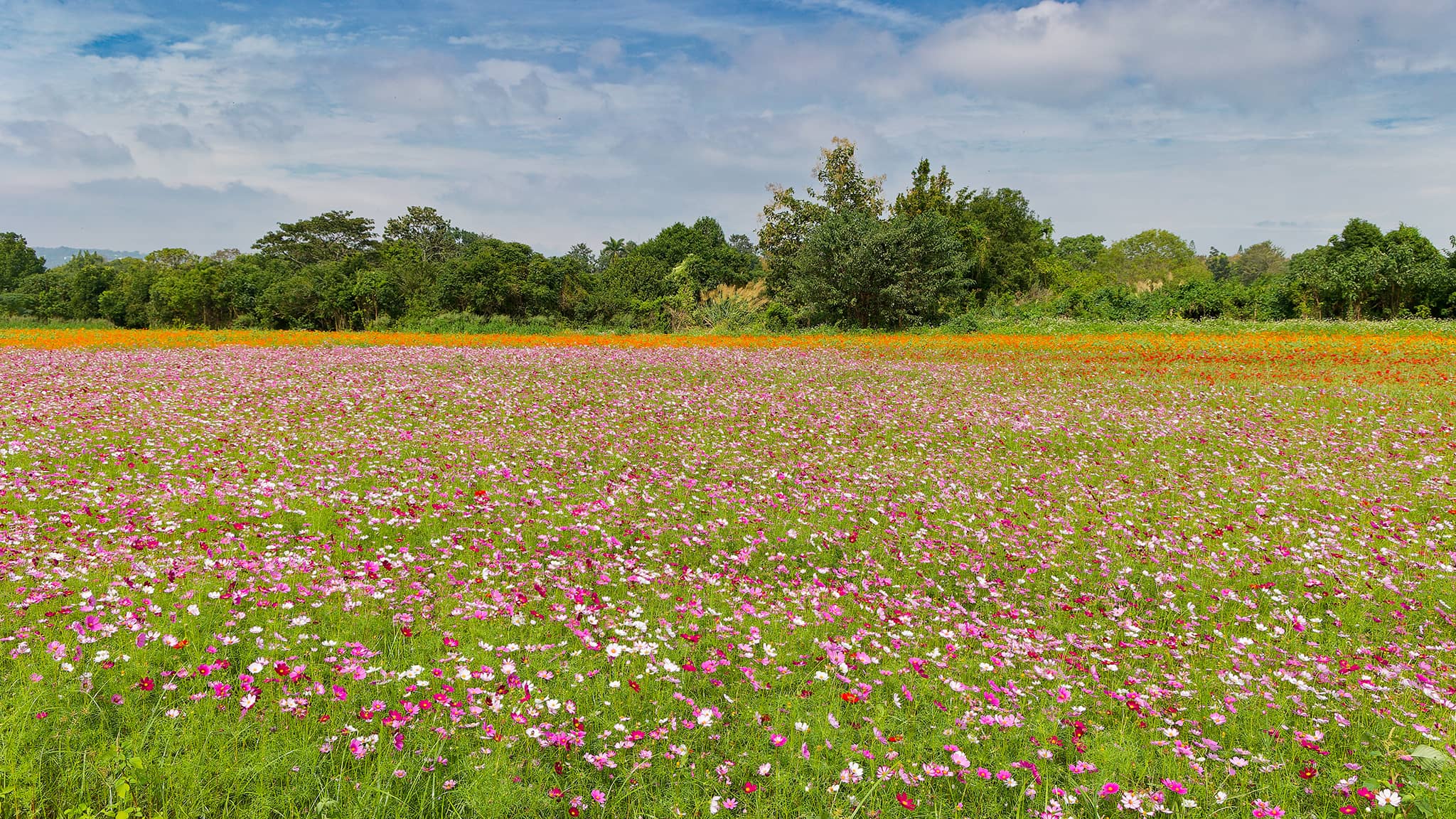 02 - Taichung Est (18) Xinshe Sea of Flowers.jpg